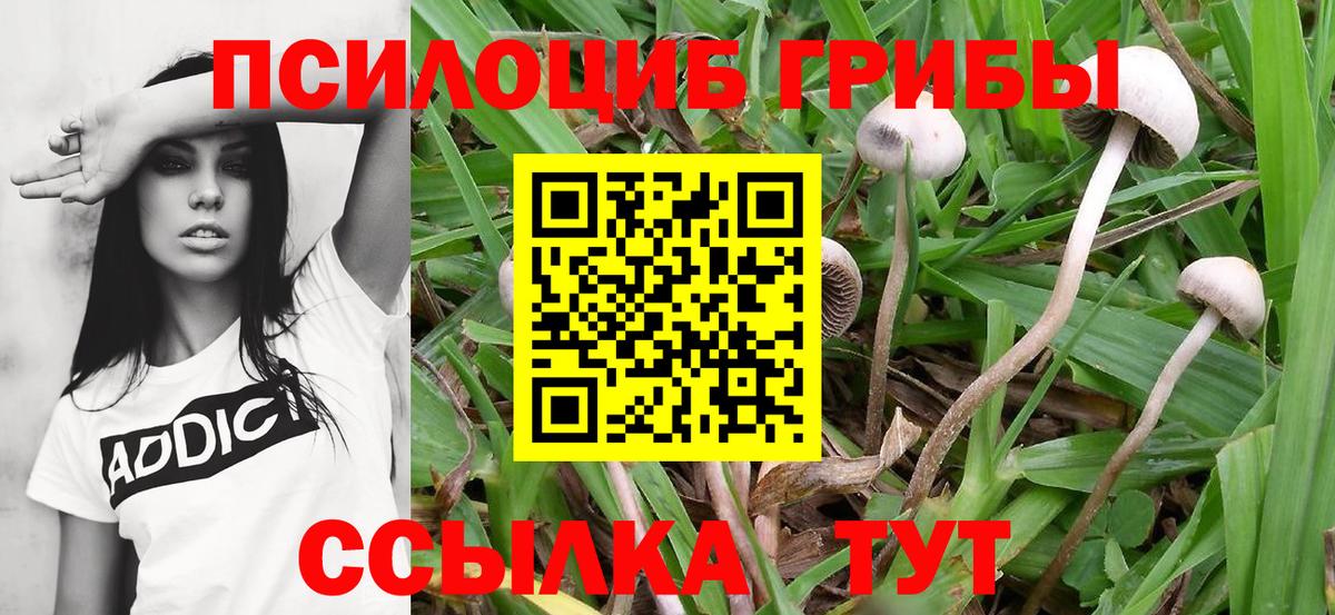 где найти   Еманжелинск  Галлюциногенные грибы Magic Shrooms 